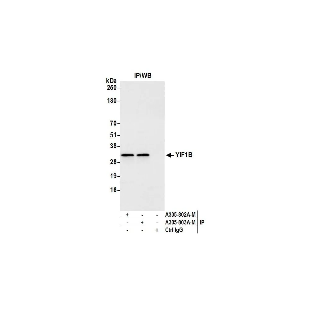 Rabbit anti-YIF1B Antibody, Affinity Purified