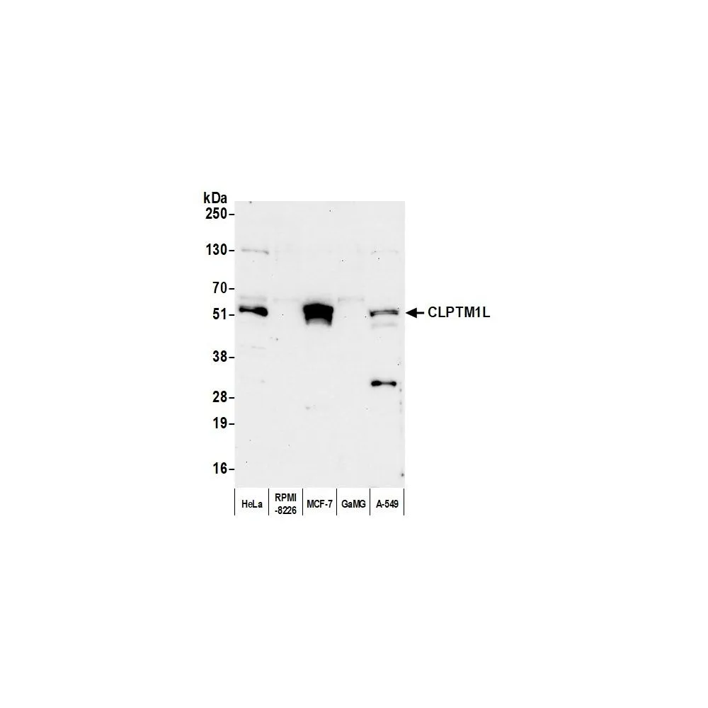 Rabbit anti-CLPTM1L Antibody, Affinity Purified