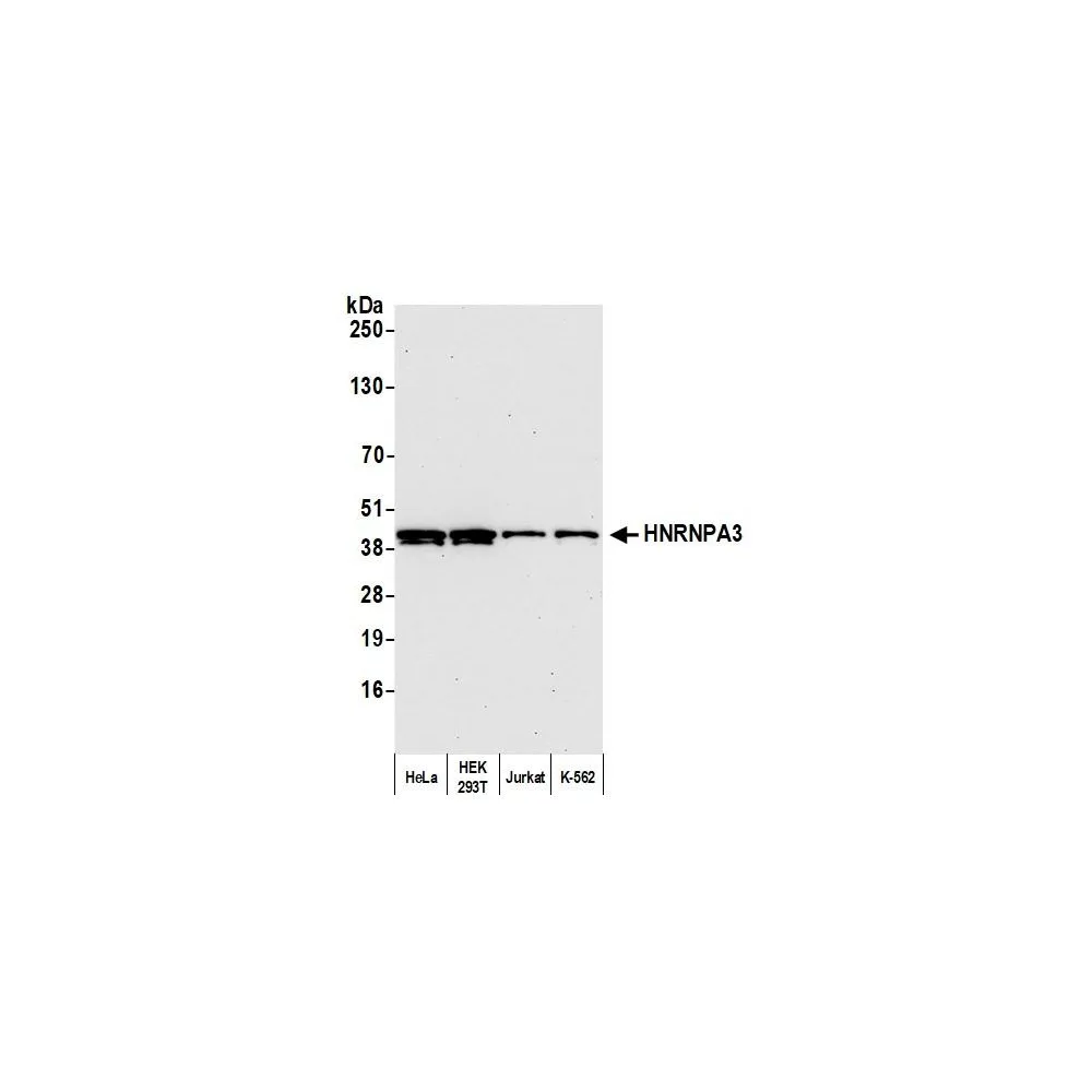 Rabbit anti-HNRNPA3 Antibody, Affinity Purified