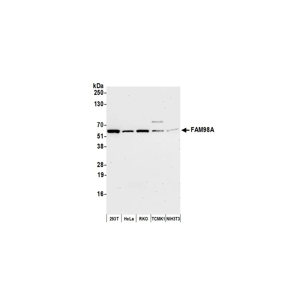 Rabbit anti-FAM98A Antibody, Affinity Purified