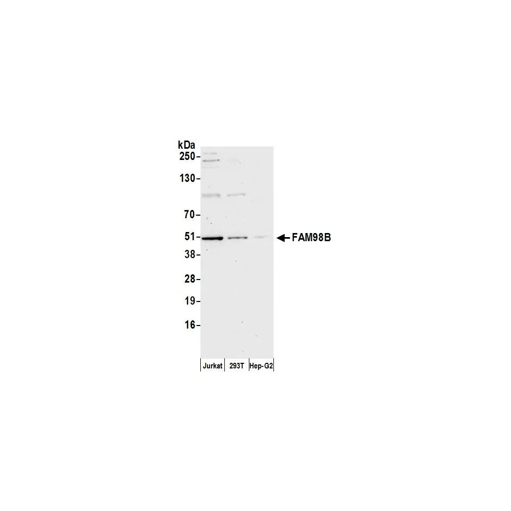 Rabbit anti-FAM98B Antibody, Affinity Purified