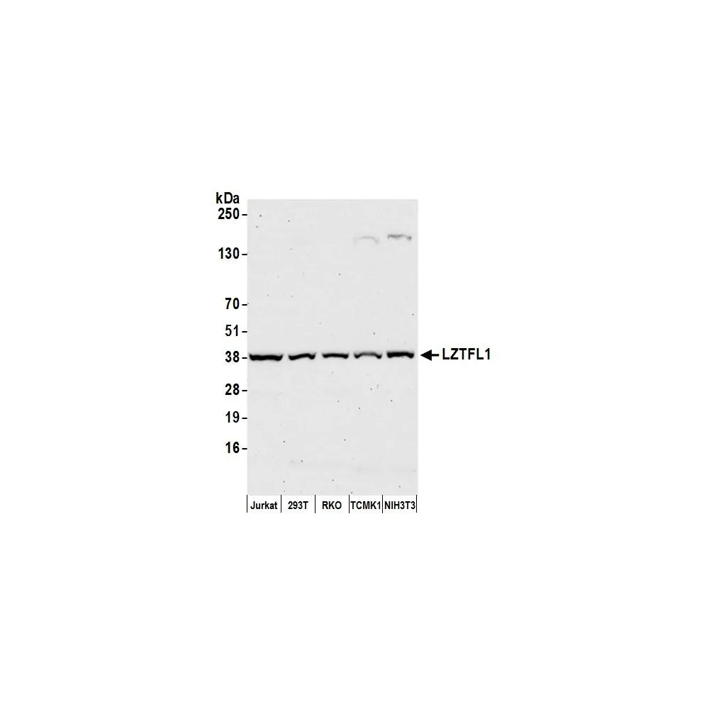 Rabbit anti-LZTFL1 Antibody, Affinity Purified