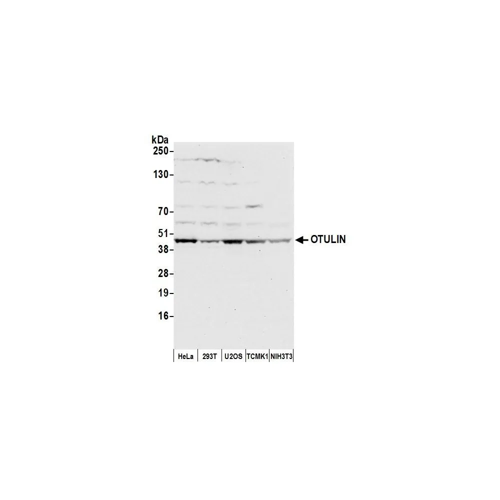 Rabbit anti-OTULIN Antibody, Affinity Purified