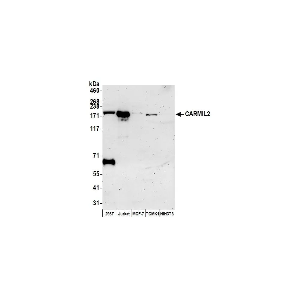 Rabbit anti-CARMIL2 Antibody, Affinity Purified