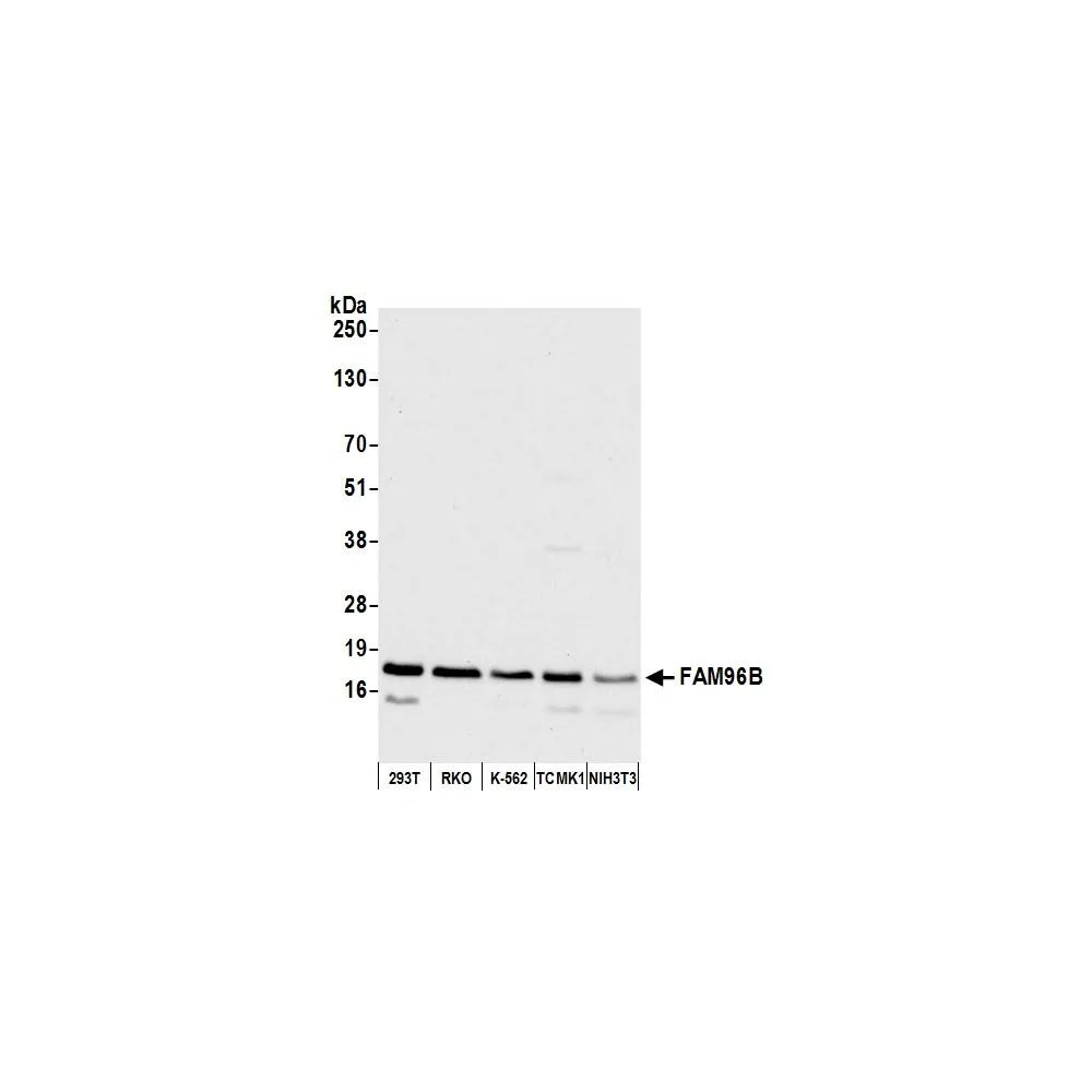 Rabbit anti-FAM96B Antibody, Affinity Purified