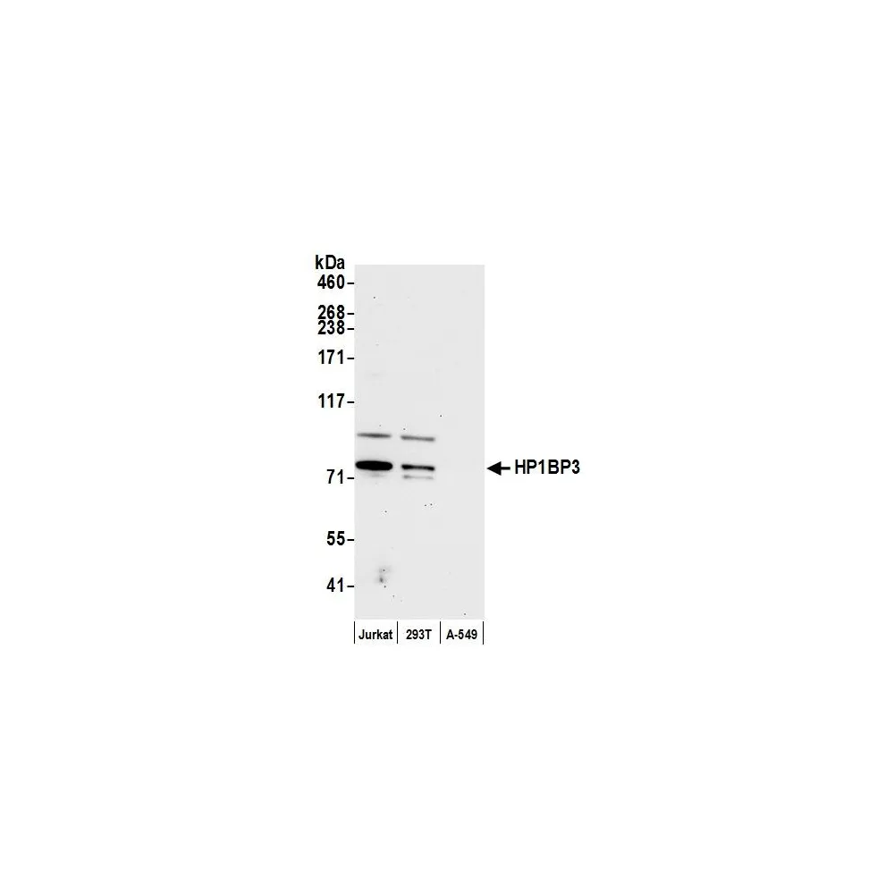 Rabbit anti-HP1BP3 Antibody, Affinity Purified