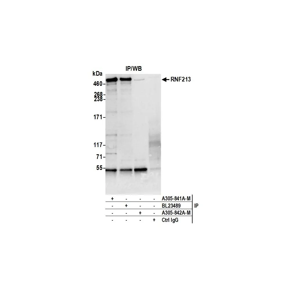 Rabbit anti-RNF213 Antibody, Affinity Purified