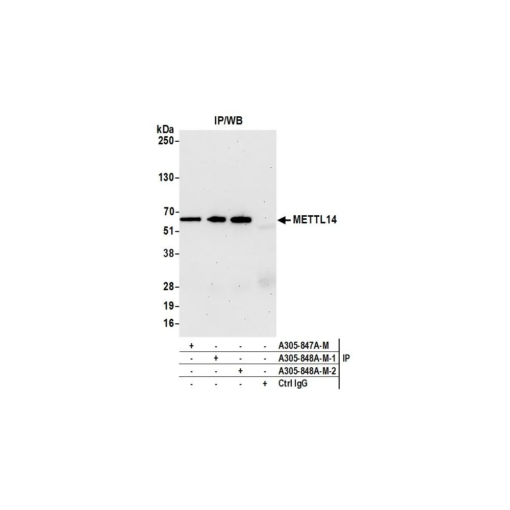 Rabbit anti-METTL14 Antibody, Affinity Purified