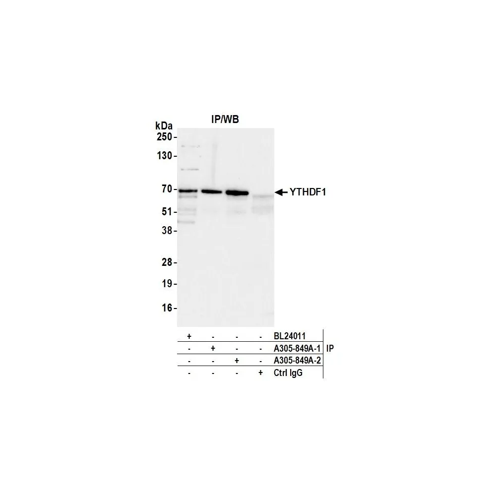 Rabbit anti-YTHDF1 Antibody, Affinity Purified