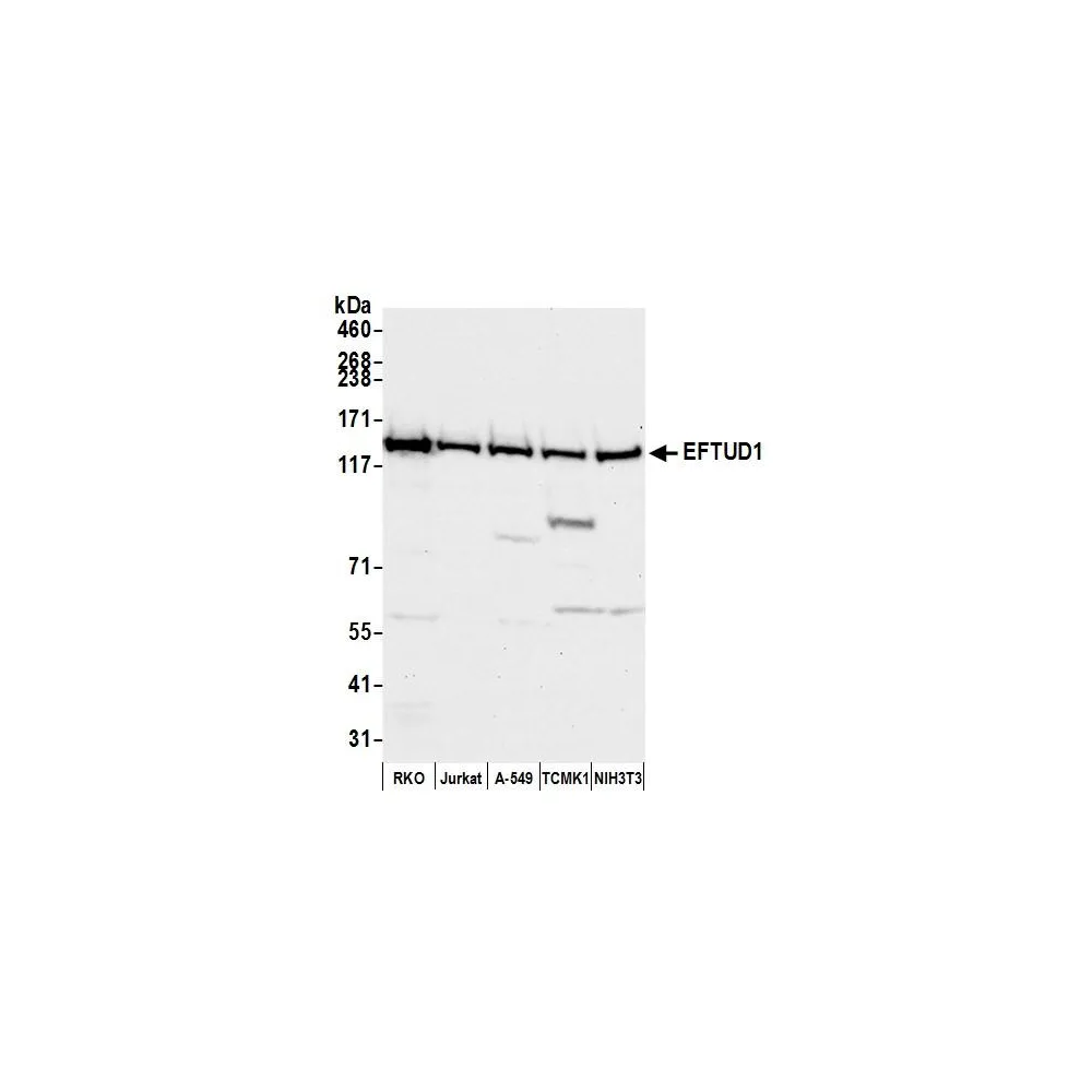 Rabbit anti-EFTUD1 Antibody, Affinity Purified