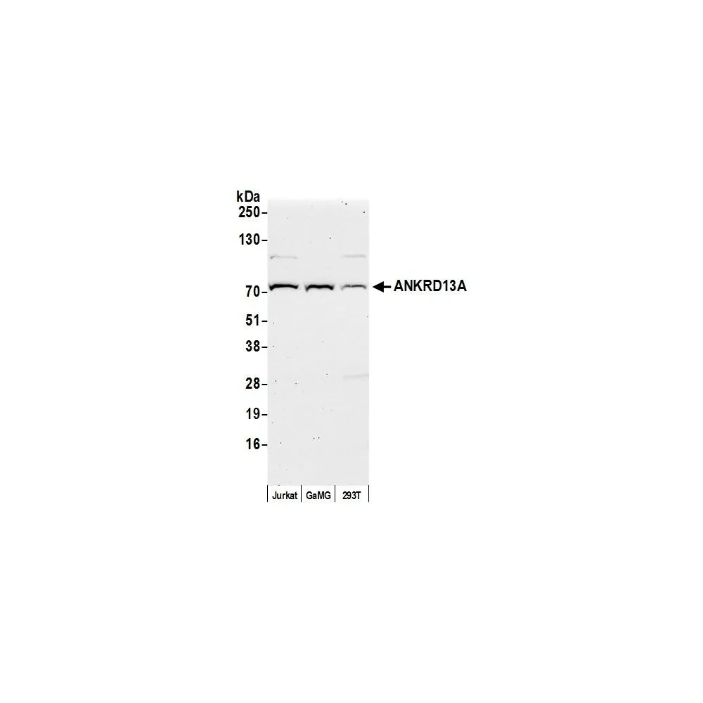 Rabbit anti-ANKRD13A Antibody, Affinity Purified
