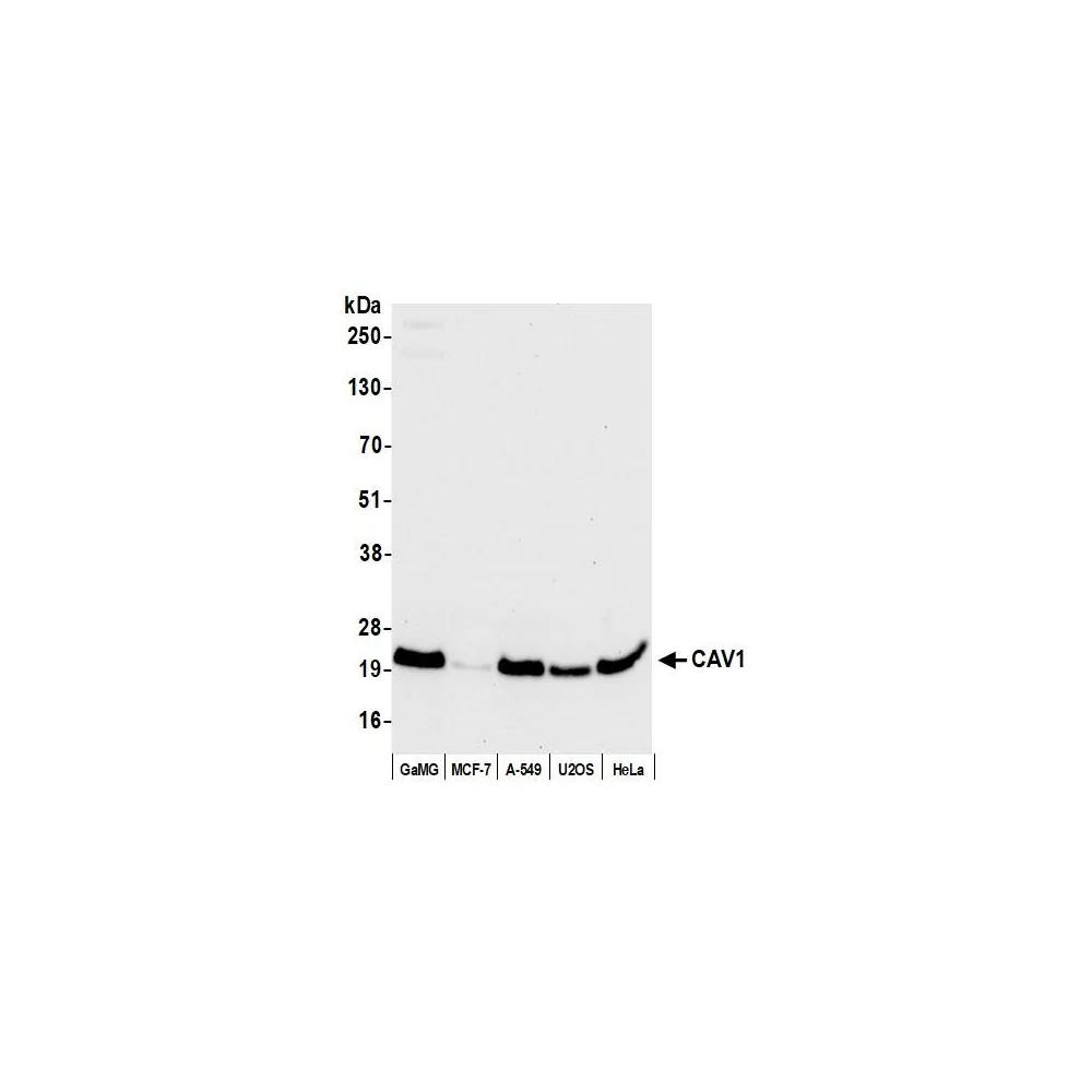Rabbit anti-CAV1 Antibody, Affinity Purified