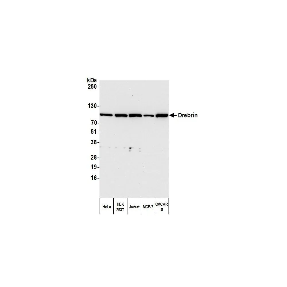 Rabbit anti-Drebrin Antibody, Affinity Purified