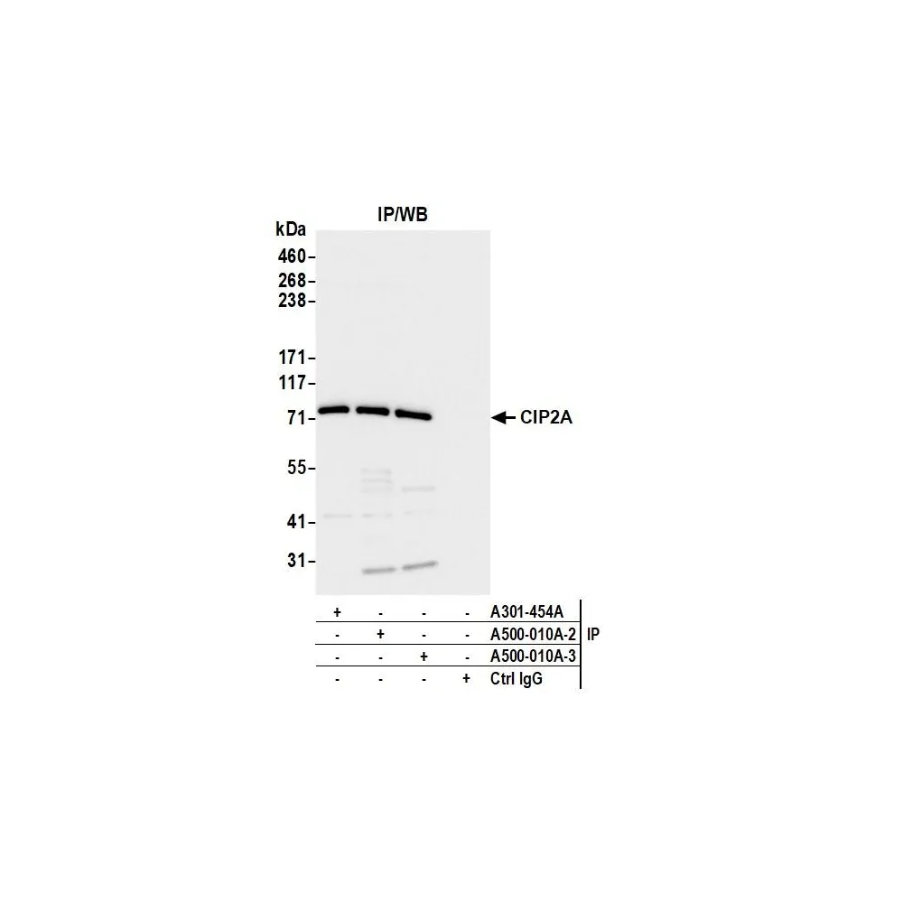 Mouse anti-CIP2A Monoclonal Antibody, Affinity Purified [2A1-9A4]
