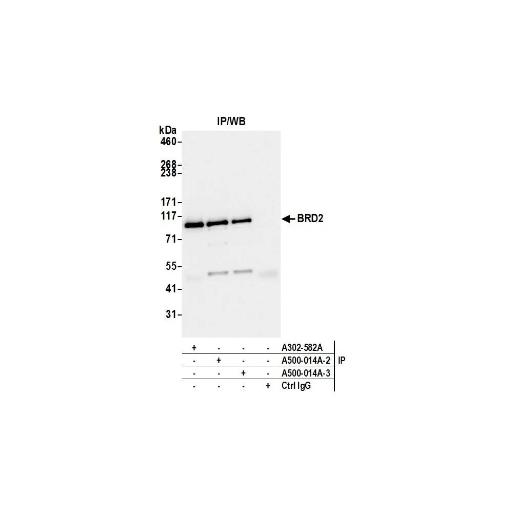 Mouse anti-BRD2 Monoclonal Antibody, Affinity Purified [12C2E4]