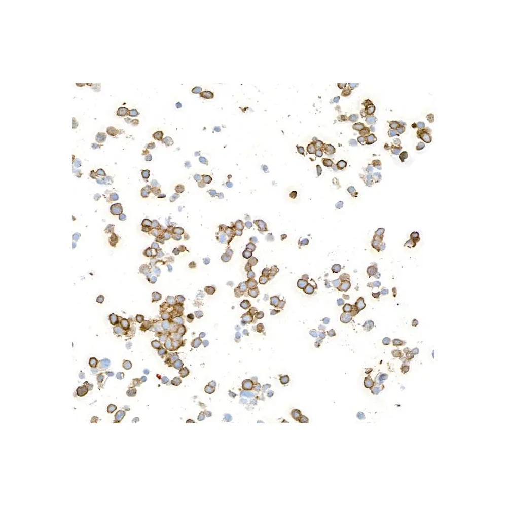 Mouse anti-CD57 Monoclonal Antibody [HNK-1]