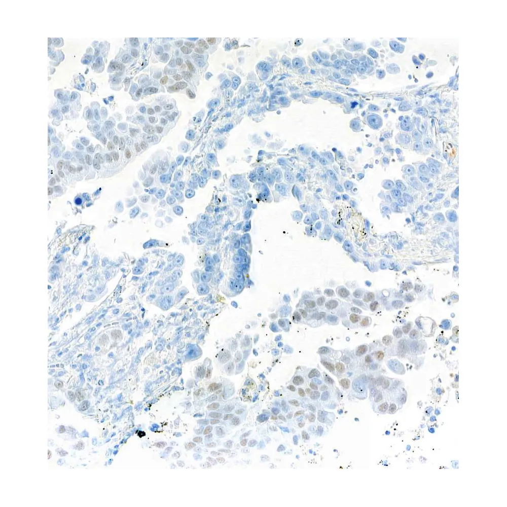 Mouse anti-SOX2 Monoclonal Antibody [BC36]