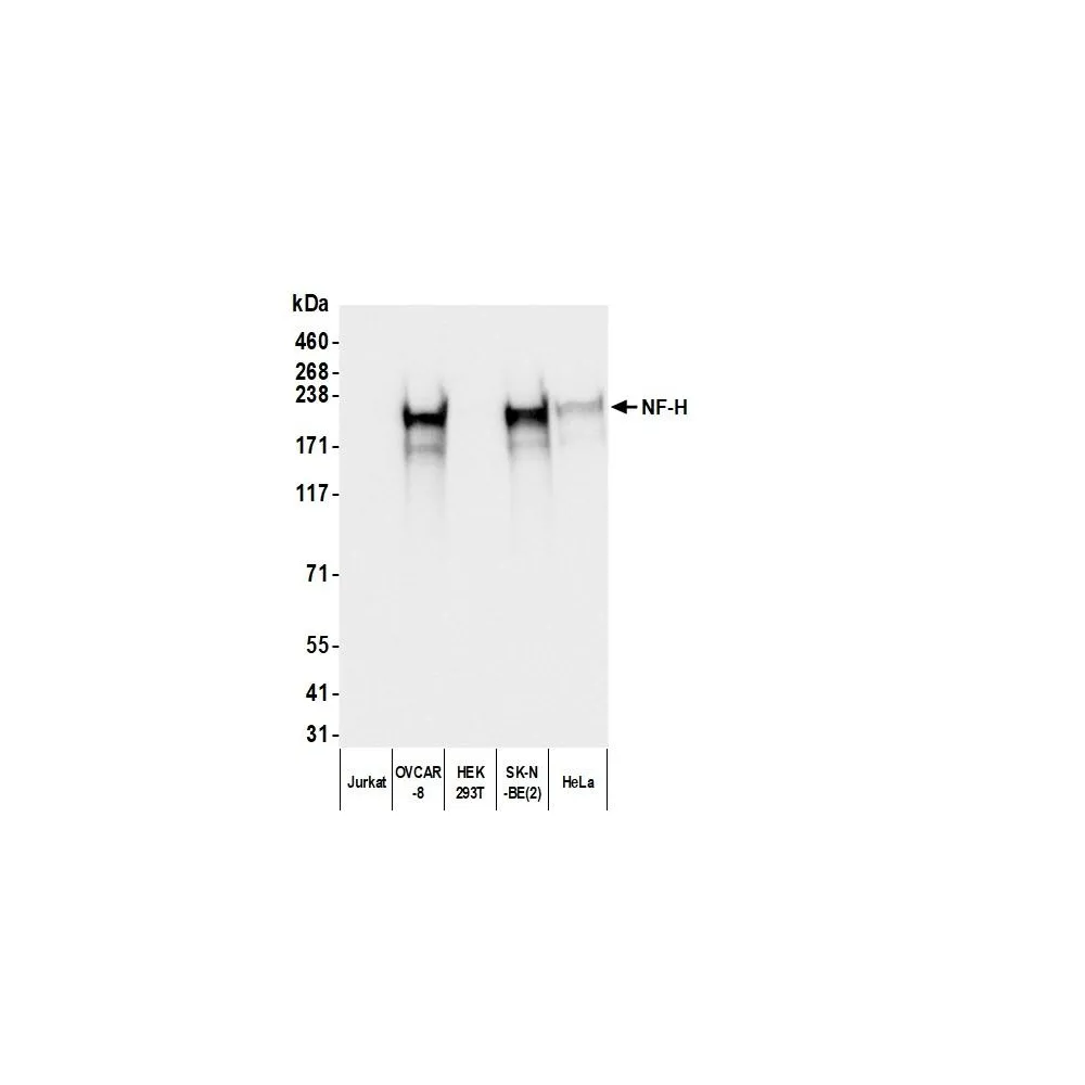 Mouse anti-Chicken IgY Light Chain Monoclonal Antibody [1Y-263]