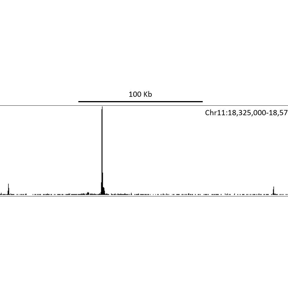 Rabbit anti-HIF1-alpha Recombinant Monoclonal Antibody [BL-124-3F7]