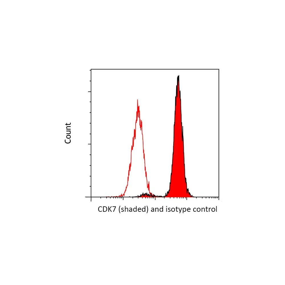 Rabbit anti-CDK7 Recombinant Monoclonal Antibody [BL-80-5D4]