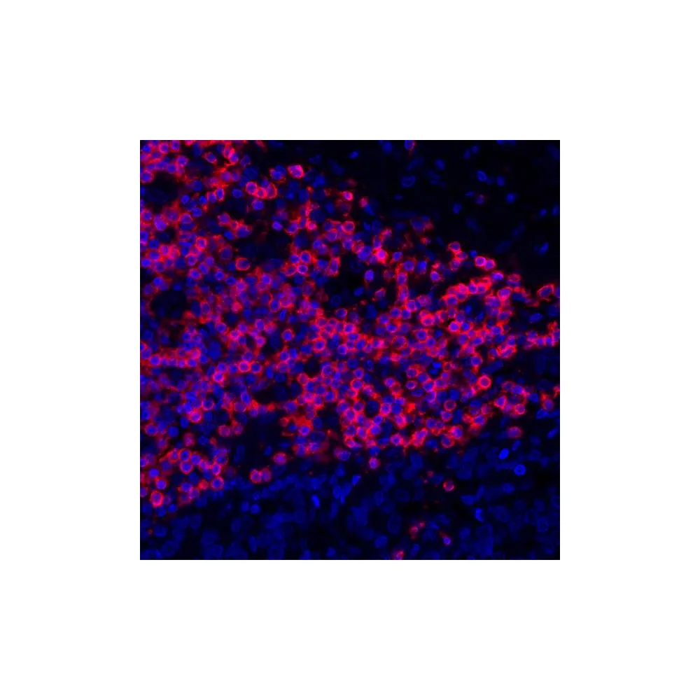 Rabbit anti-CD3E Recombinant Monoclonal Antibody [BL-298-5D12]