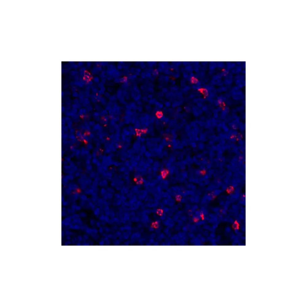 Rabbit anti-LAG3 Recombinant Monoclonal Antibody [BLR027F]