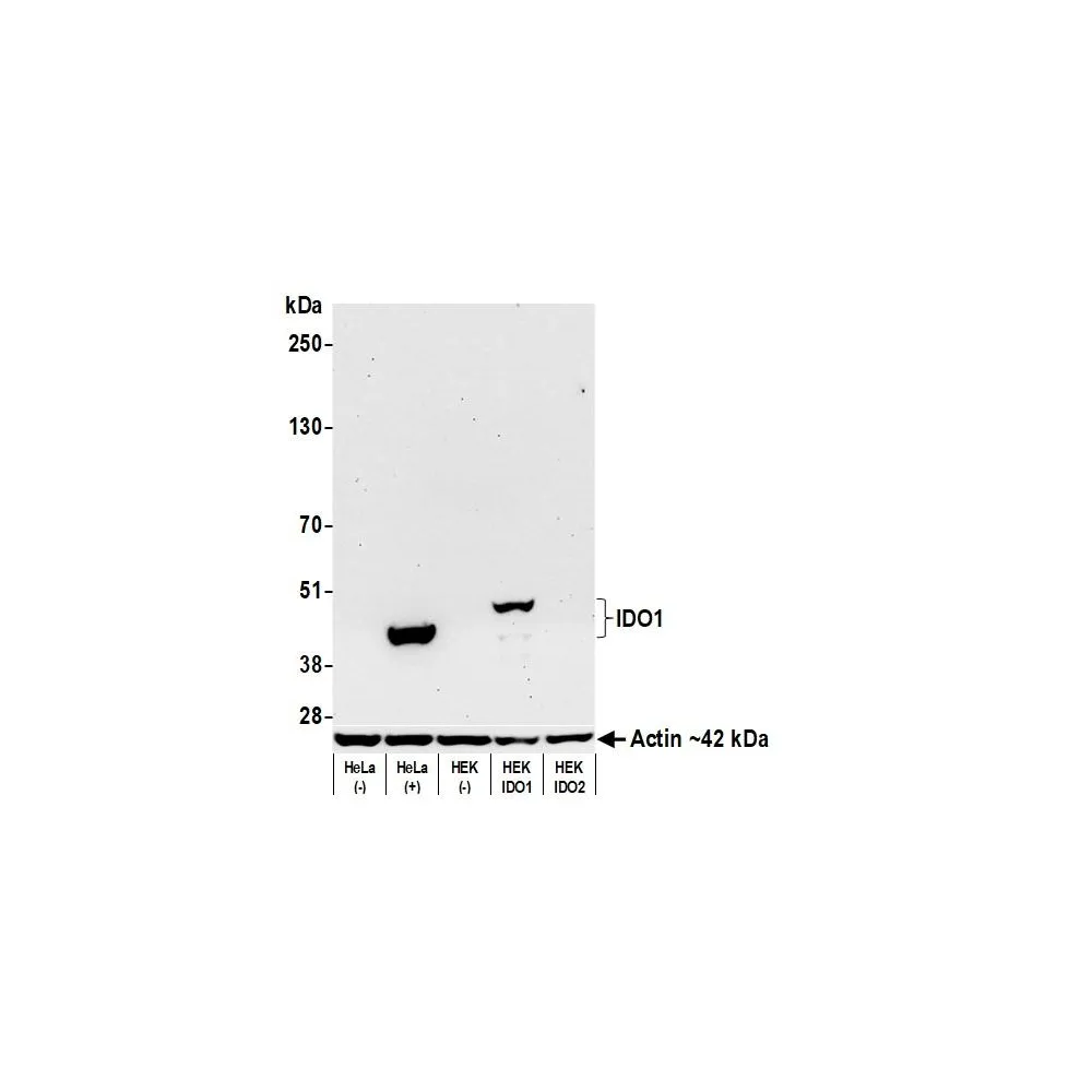 Rabbit anti-IDO1 Recombinant Monoclonal Antibody [BLR031F]