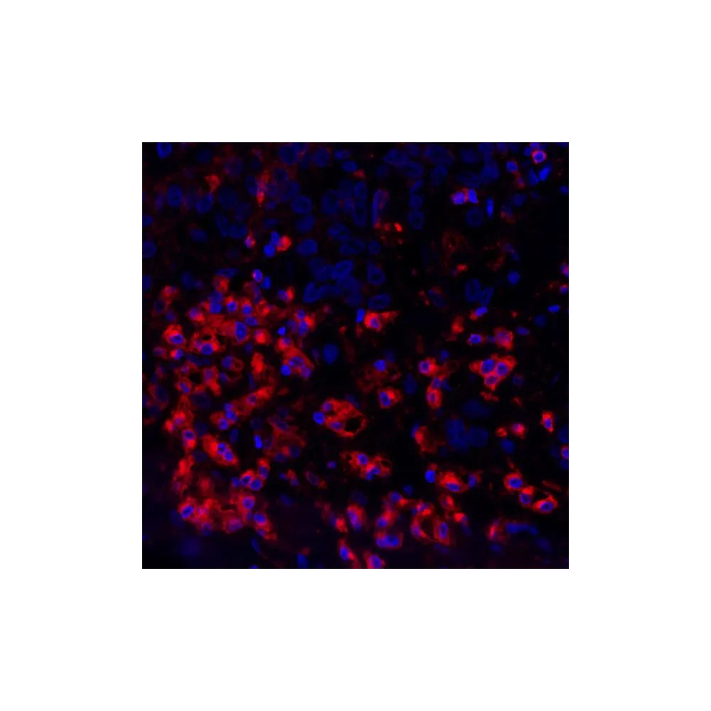 Rabbit anti-VISTA Recombinant Monoclonal Antibody [BLR035F]