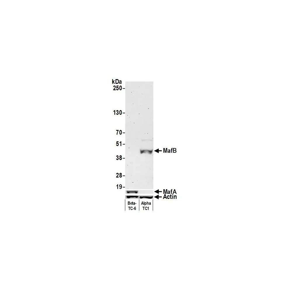 Rabbit anti-MafB Recombinant Monoclonal Antibody [BLR046F]
