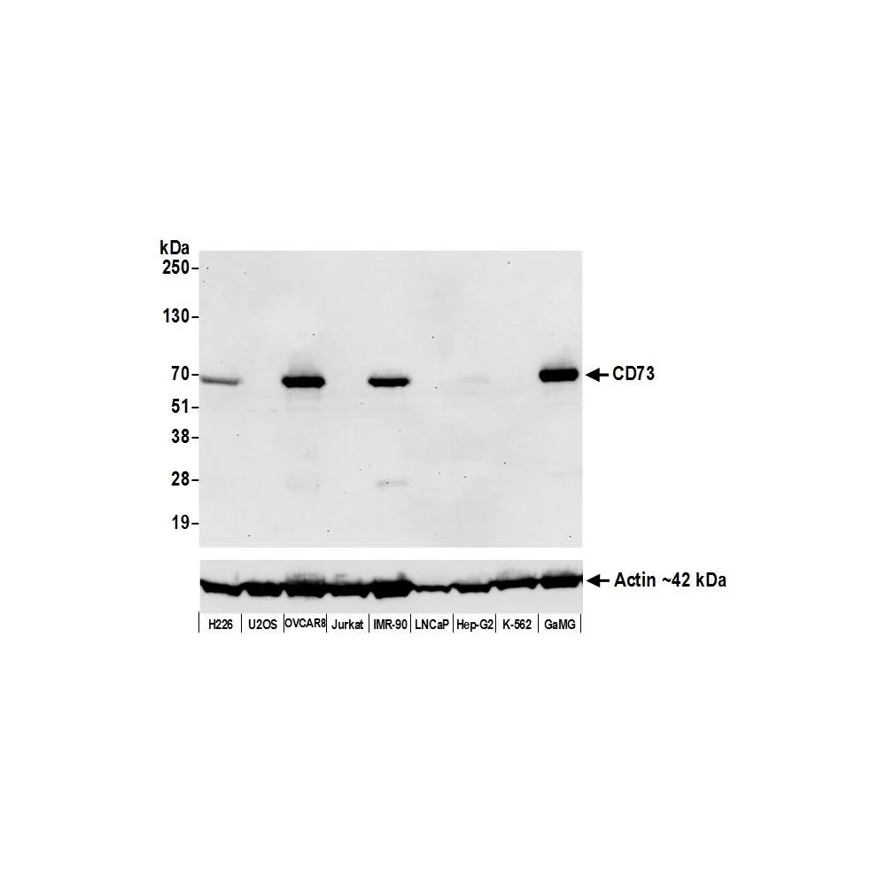 Rabbit anti-CD73 Recombinant Monoclonal Antibody [BLR054F]