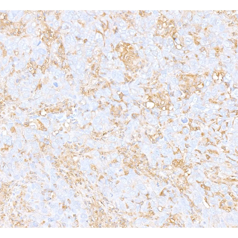 Rabbit anti-beta Actin Recombinant Monoclonal Antibody [BLR057F]