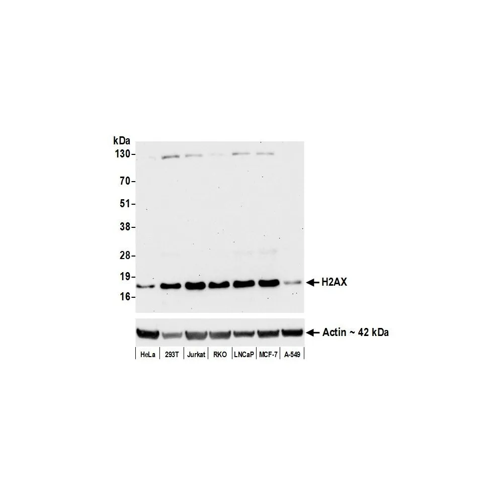 Rabbit anti-H2AX Recombinant Monoclonal Antibody [BLR059F]
