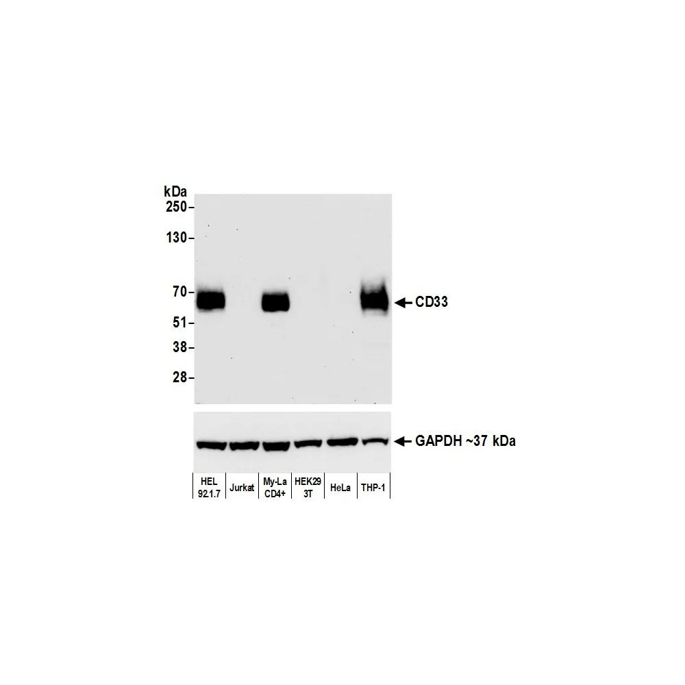 Rabbit anti-CD33 Recombinant Monoclonal Antibody [BLR061G]