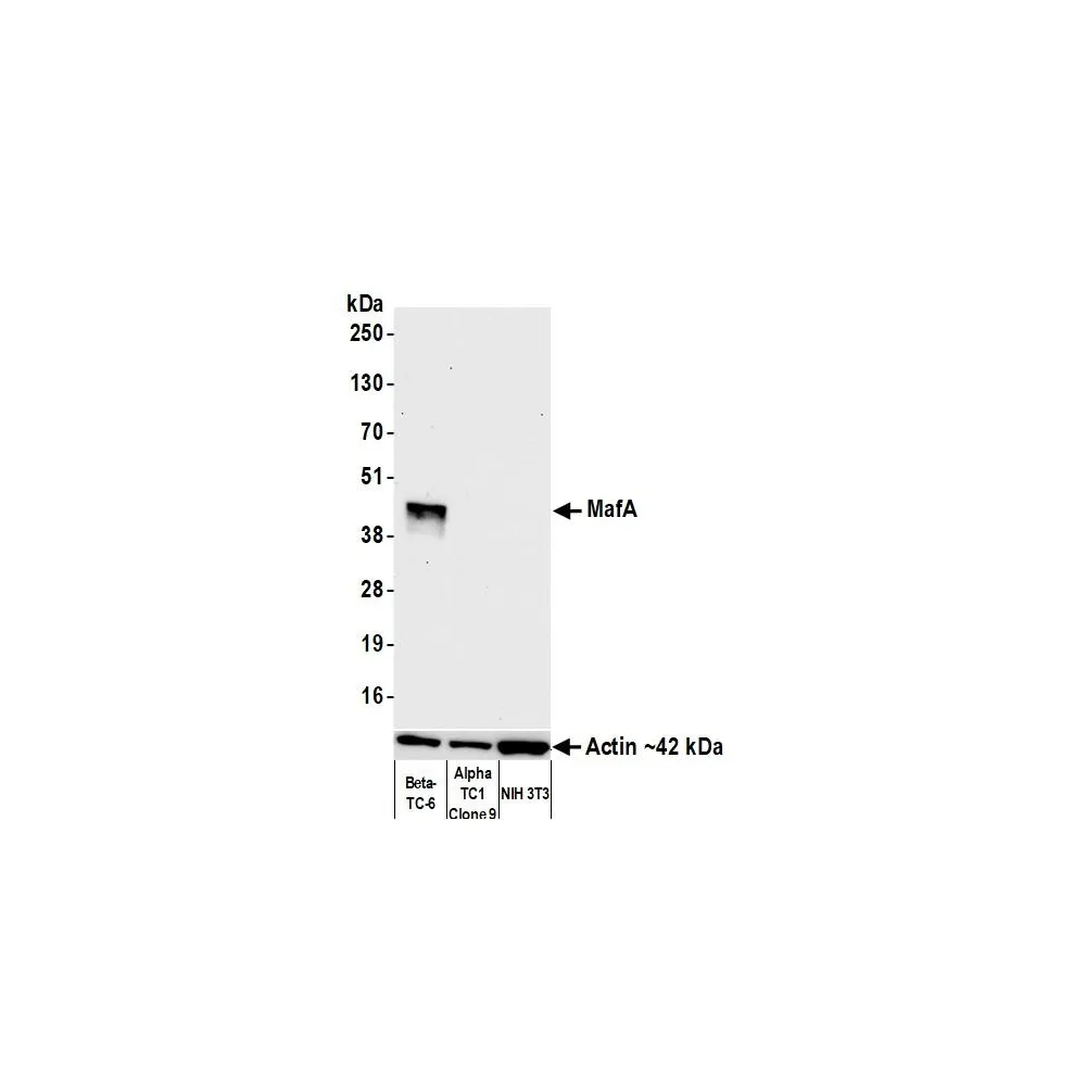 Rabbit anti-MafA Recombinant Monoclonal Antibody [BLR067G]