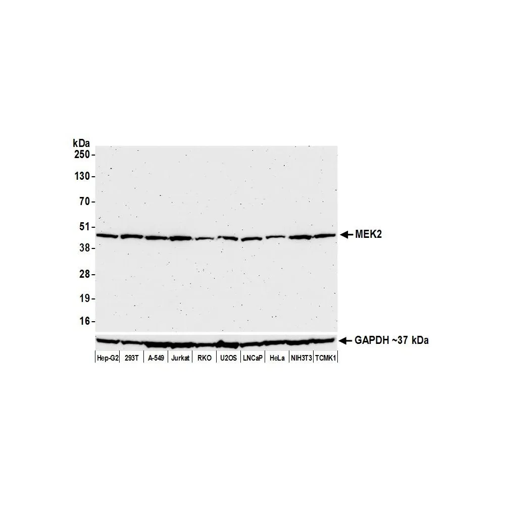 Rabbit anti-MEK2 Recombinant Monoclonal Antibody [BLR079G]