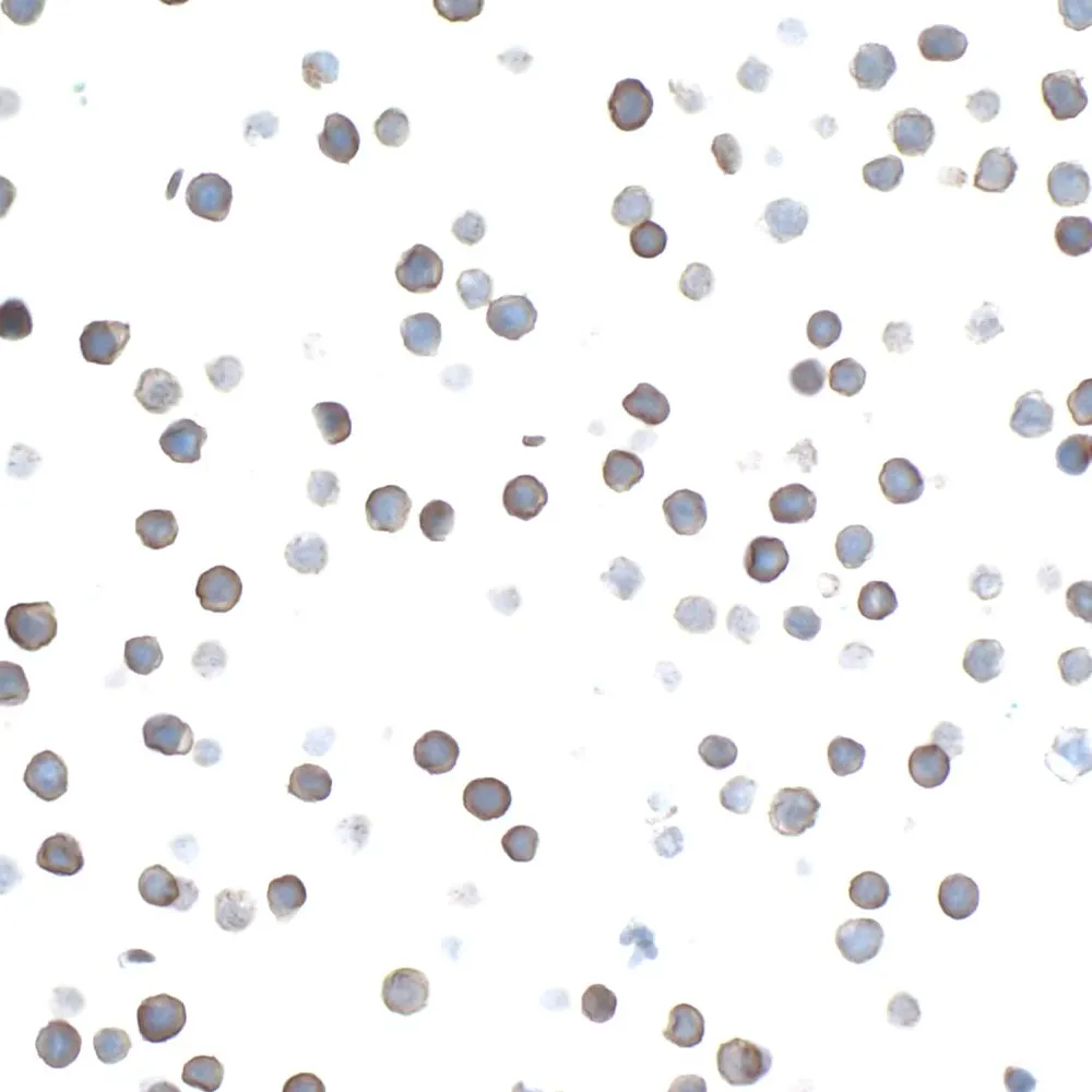 Rabbit anti-CD27 Recombinant Monoclonal Antibody [BLR083G]