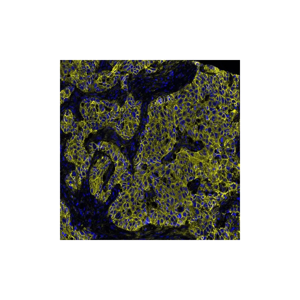 Rabbit anti-E-Cadherin Recombinant Monoclonal Antibody [BLR088G]