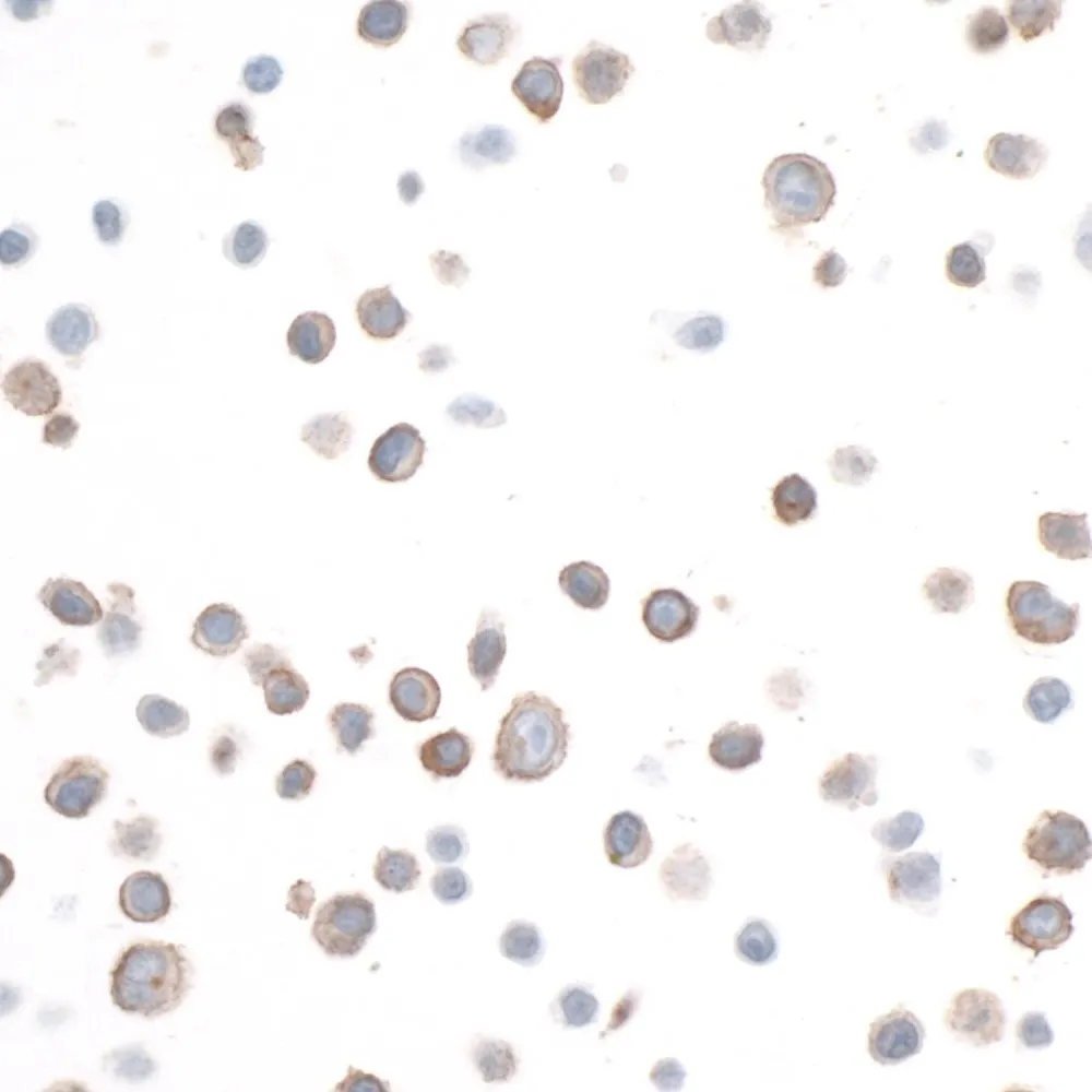 Rabbit anti-CD133 Recombinant Monoclonal Antibody [BLR093G]