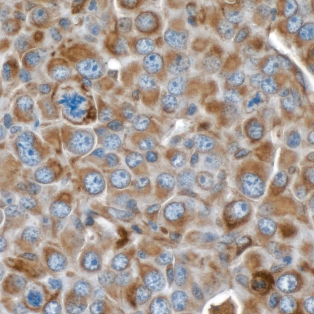 Rabbit anti-Vimentin Recombinant Monoclonal Antibody [BLR100G]