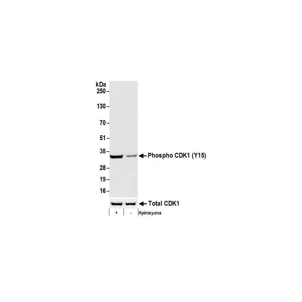 Rabbit anti-Phospho CDK1 (Y15) Recombinant Monoclonal Antibody [BLR101H]
