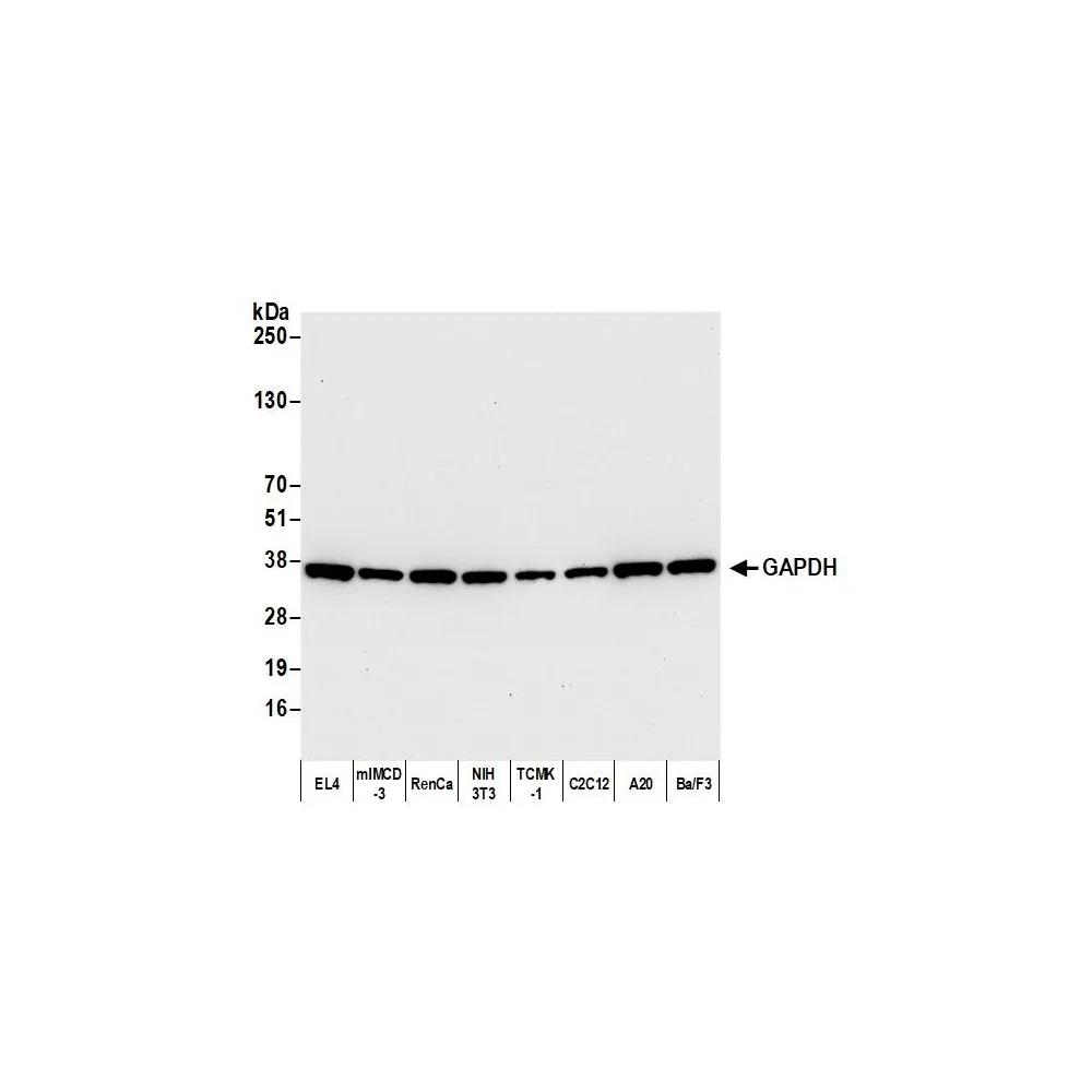 Rabbit anti-GAPDH Recombinant Monoclonal Antibody [BLR103H]
