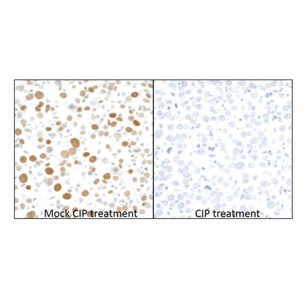 Rabbit anti-Phospho MCM2 (S53) Recombinant Monoclonal Antibody [BLR108H]