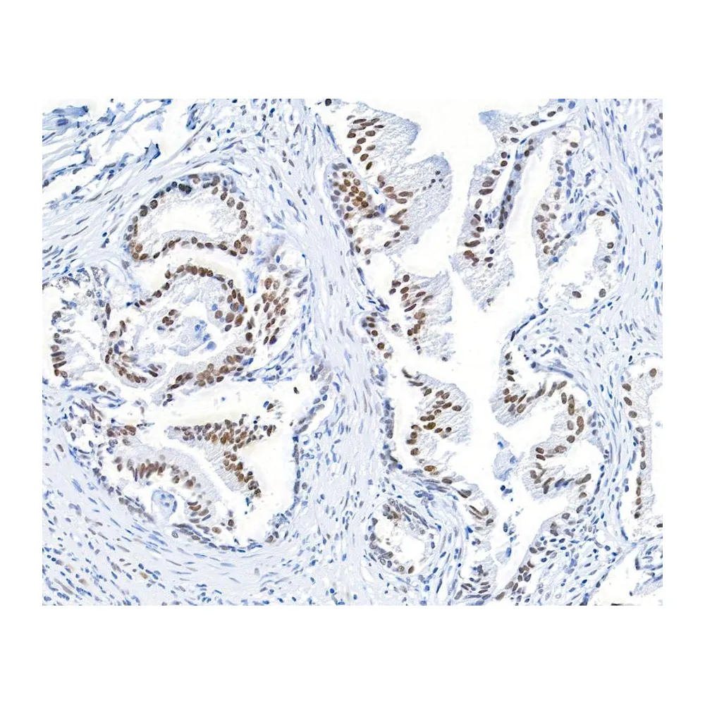 Rabbit anti-BMI1 Recombinant Monoclonal Antibody [BLR119H]