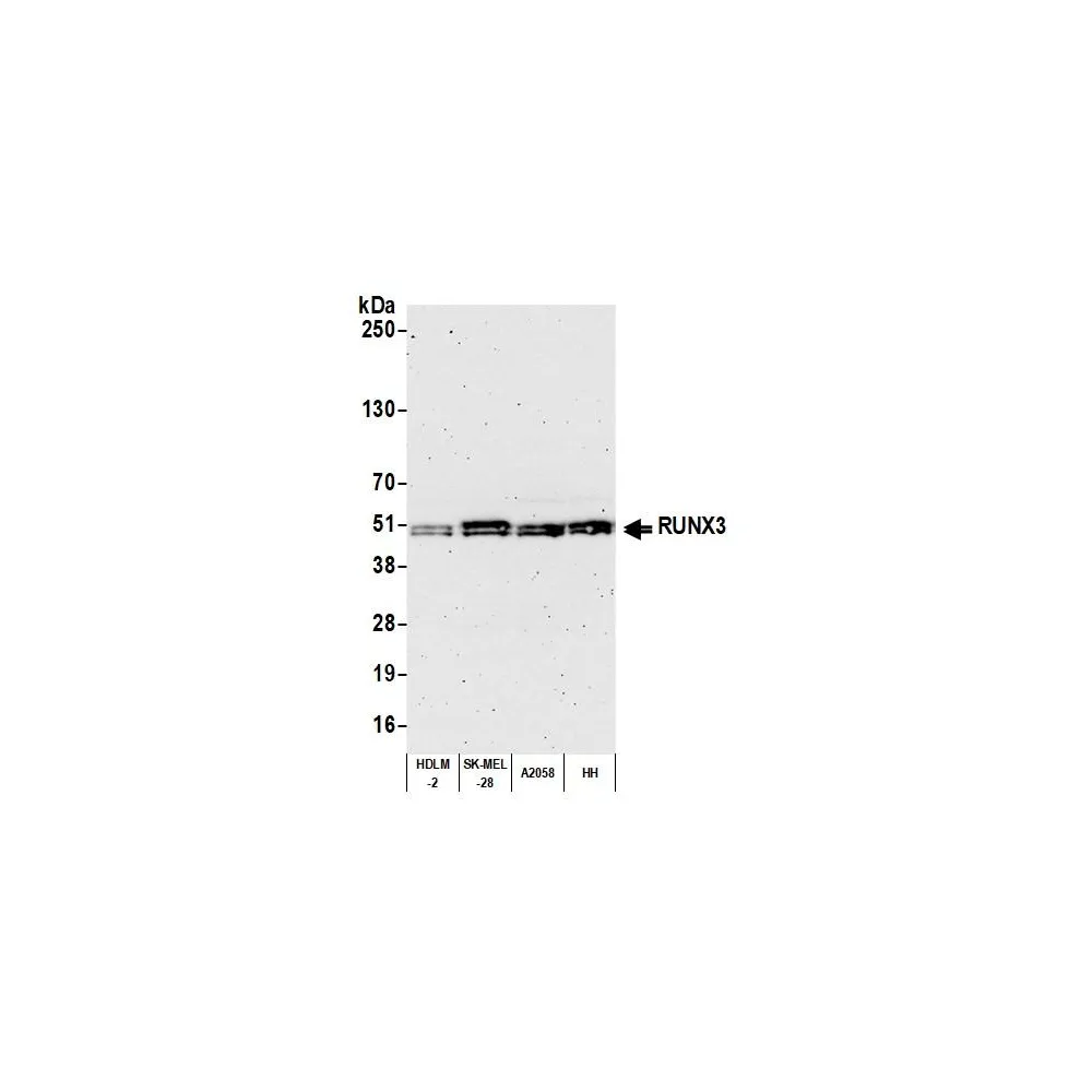 Rabbit anti-RUNX3 Recombinant Monoclonal Antibody [BLR122H]