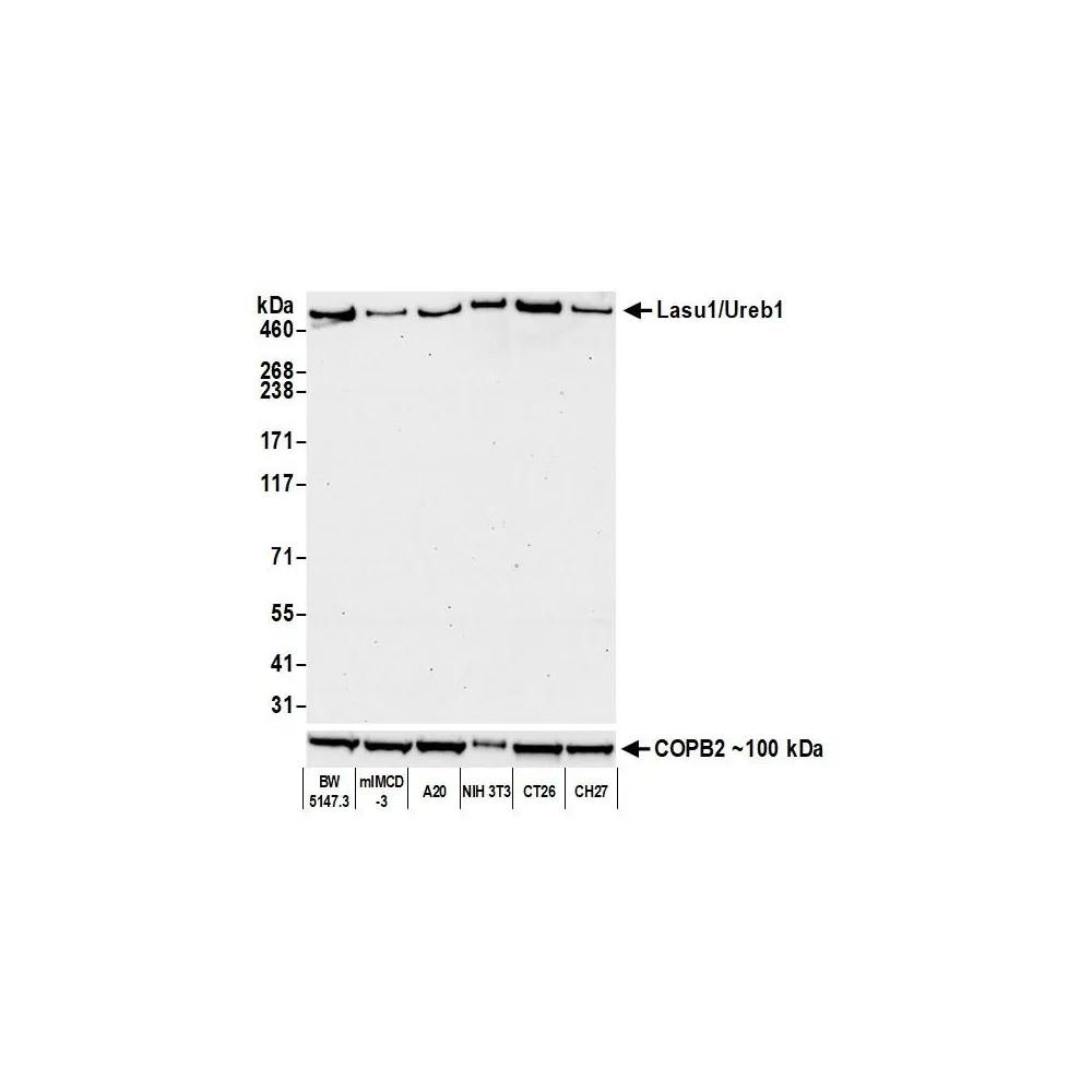 Rabbit anti-Lasu1/Ureb1 Recombinant Monoclonal Antibody [BLR129H]