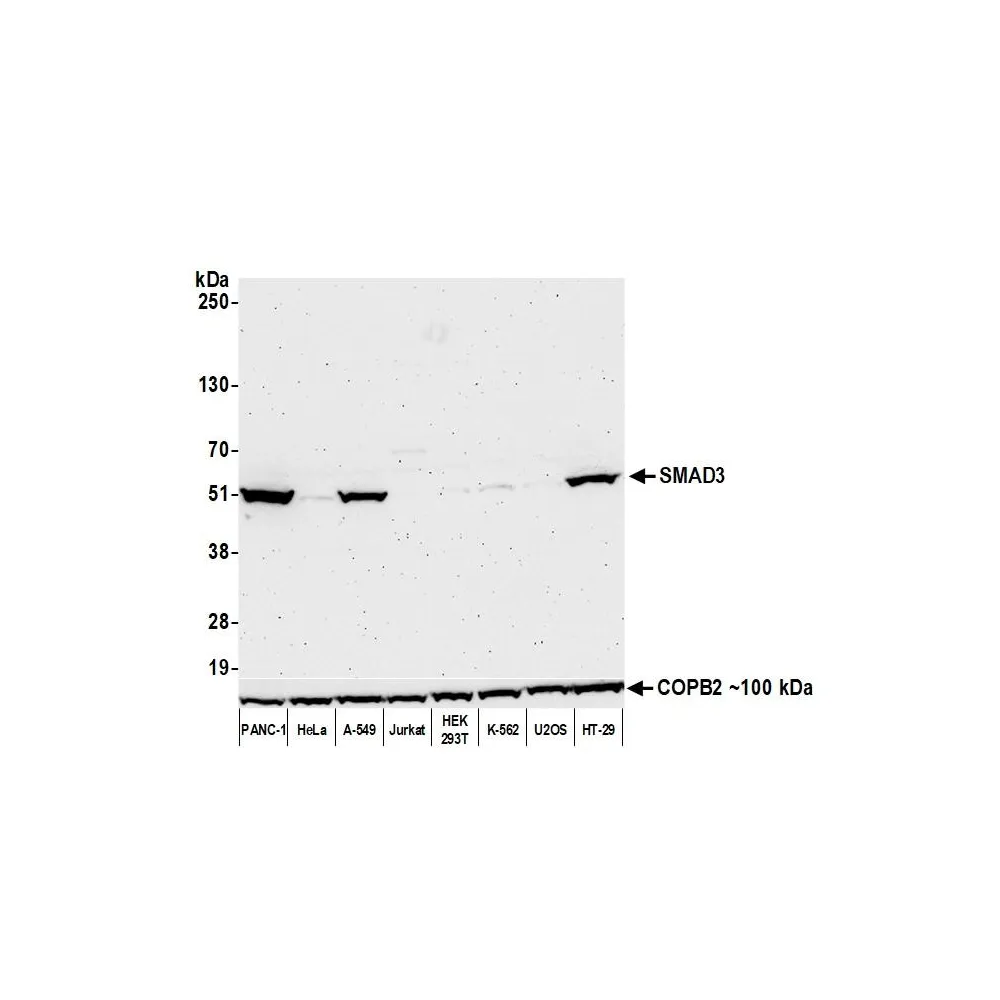 Rabbit anti-SMAD3 Recombinant Monoclonal Antibody [BLR144J]
