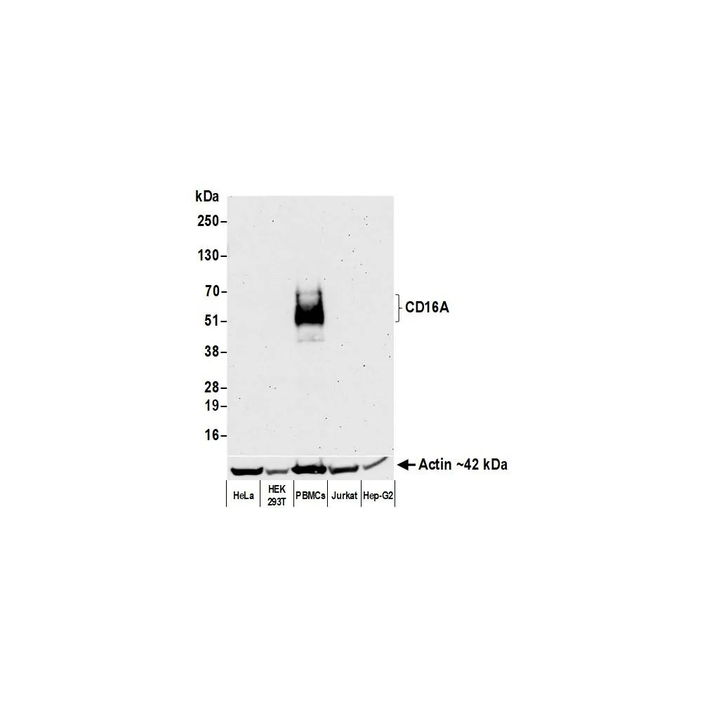 Rabbit anti-CD16A Recombinant Monoclonal Antibody [BLR162J]