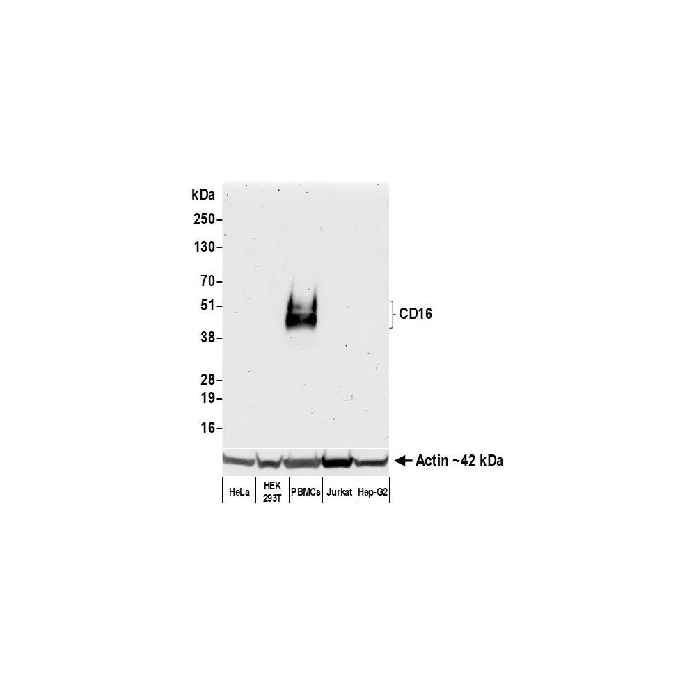 Rabbit anti-CD16 Recombinant Monoclonal Antibody [BLR163J]