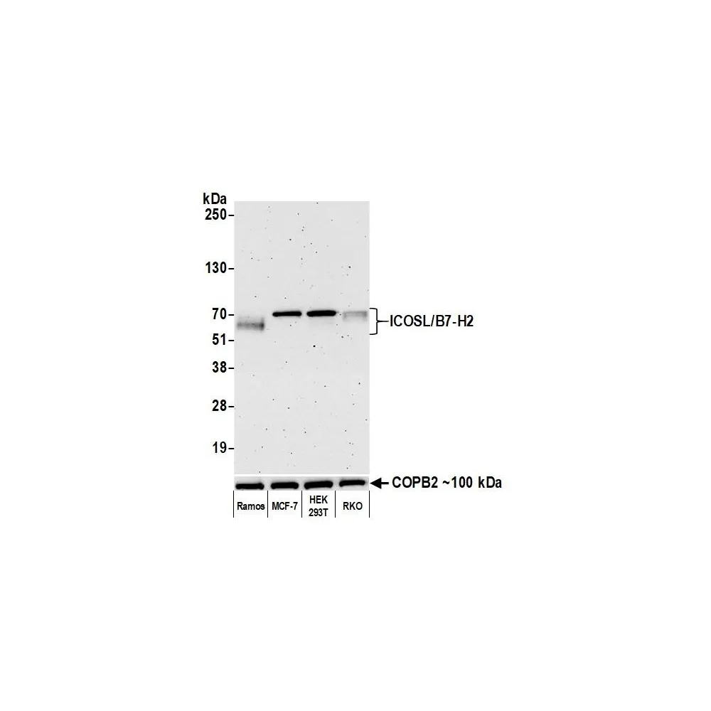 Rabbit anti-ICOSL/B7-H2 Recombinant Monoclonal Antibody [BLR166J]