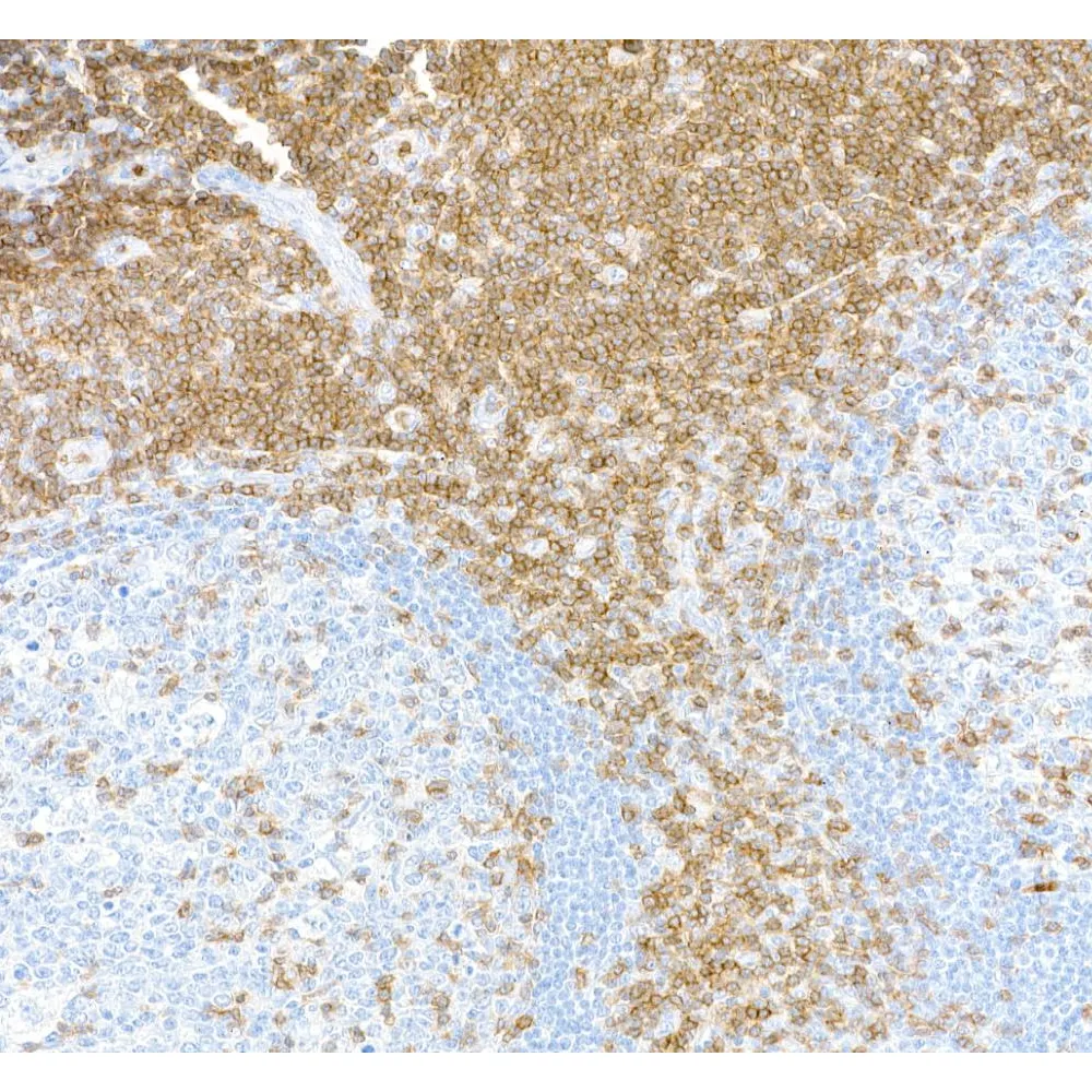 Rabbit anti-CD3E Recombinant Monoclonal Antibody [BLR174J]